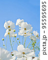 白のコスモスと秋の青空 95595695