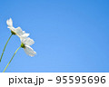白のコスモスと秋の青空 95595696