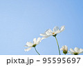 白のコスモスと秋の青空 95595697