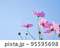 ピンクのコスモスと秋の青空 95595698