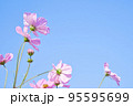 ピンクのコスモスと秋の青空 95595699