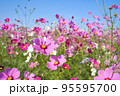 ピンクのコスモスと秋の青空 95595700