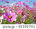ピンクのコスモスと秋の青空 95595701