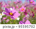ピンクのコスモス 95595702