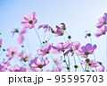 ピンクのコスモスと秋の青空 95595703