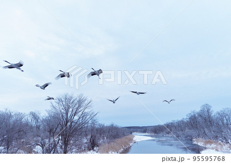 丹頂のねぐら立ち（北海道・鶴居） 95595768