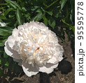 Single light pink peony flower. 95595778