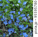 Blue veronica flowers. 95595780