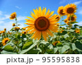 夏空に向かって咲く向日葵 95595838