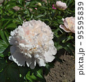 Light pink peony flower. 95595839