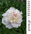 Single light pink peony flower against green leaves. 95595840
