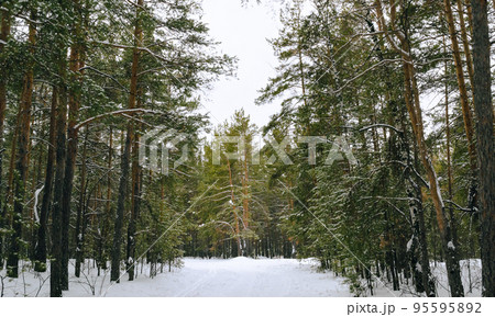 Pine winter snowy forest on a cloudy frosty day Pine winter snowy forest on a cloudy frosty day 95595892