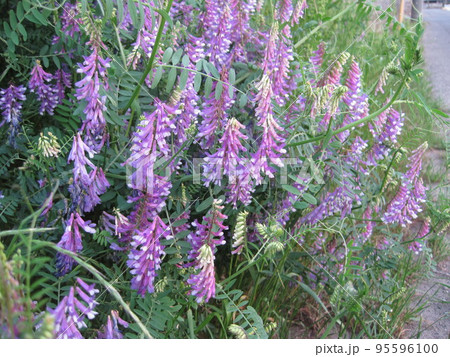 ナヨクサフジ 95596100