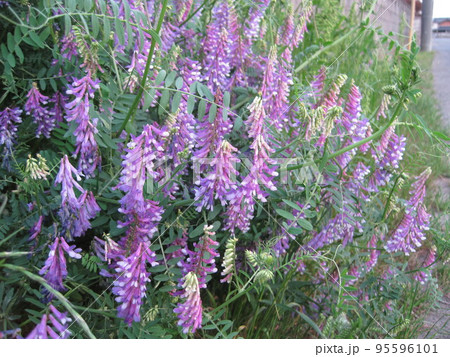 ナヨクサフジ 95596101