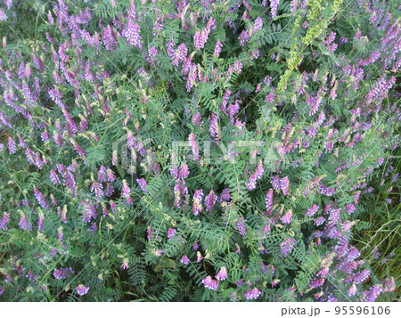 ナヨクサフジ 95596106