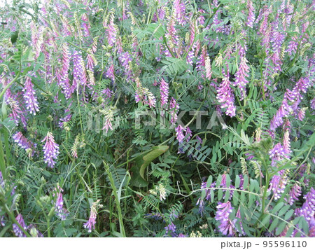 ナヨクサフジ 95596110