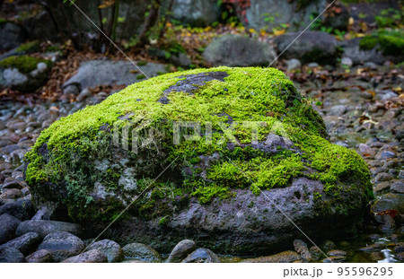 苔むした岩 95596295