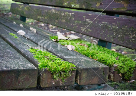 苔むしたベンチ 苔むしたベンチ 95596297