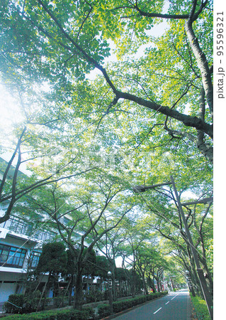 葛飾区 区役所通り 葛飾区 区役所通り 95596321