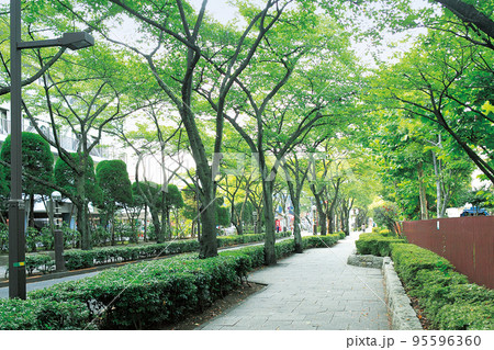 葛飾区 区役所通り 95596360