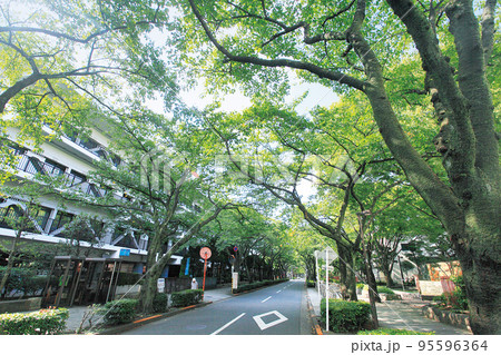 葛飾区 区役所通り 葛飾区 区役所通り 95596364