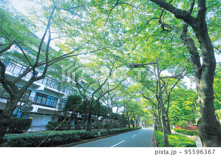 葛飾区 区役所通り 95596367