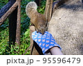 休日のリス園お散歩 95596479