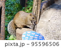 休日のリス園お散歩 95596506