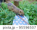 休日のリス園お散歩 95596507