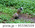 休日のリス園お散歩 95596509
