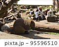 休日のリス園お散歩 95596510