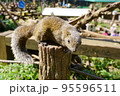 休日のリス園お散歩 95596511