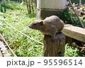 休日のリス園お散歩 95596514