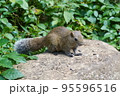 休日のリス園お散歩 95596516