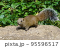休日のリス園お散歩 95596517
