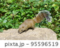 休日のリス園お散歩 95596519