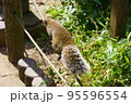 休日のリス園お散歩 95596554