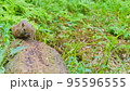 休日のリス園お散歩 95596555