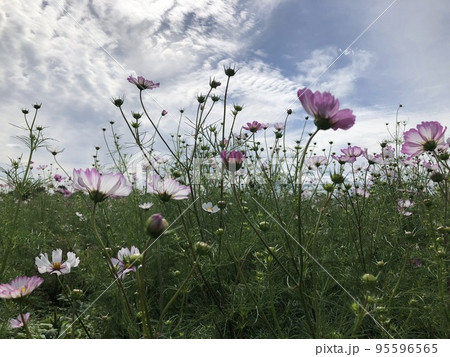 空に向かって咲き乱れる色とりどりのコスモス 95596565