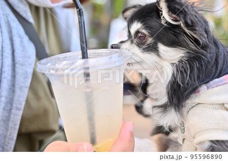 テラス席でドリンクを飲む女性と愛犬 チワワ テラス席でドリンクを飲む女性と愛犬 チワワ 95596890