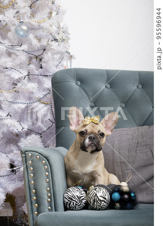 French bulldog dog with a lot of Christmas toys and a bow on his head poses in an armchair against the backdrop of a festive interior. The dog is waiting for the celebration of the New Year. 95596944