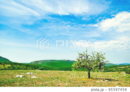 tree in a meadow tree in a meadow 95597459