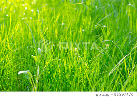 green grass 95597470