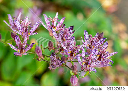 秋のガーデンに咲くホトトギスの花 秋のガーデンに咲くホトトギスの花 95597629