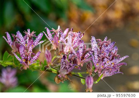 秋のガーデンに咲くホトトギスの花 秋のガーデンに咲くホトトギスの花 95597630