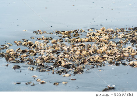 pile of empty shells of surf clams on the seashore left from fishing pile of empty shells of surf clams on the seashore left from fishing 95597863