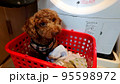 カゴ入りワンコ 95598972