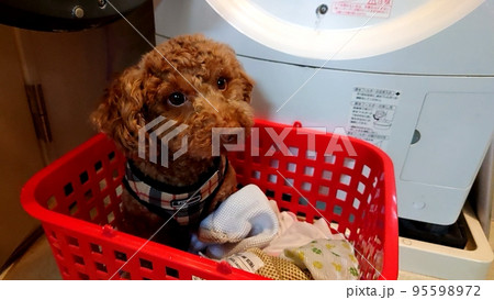 カゴ入りワンコ 95598972