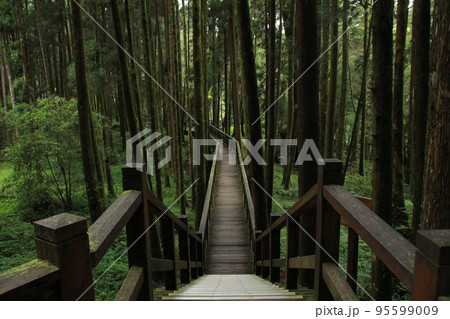 Beautiful Walking trail along with Pine trees forest.Alishan National Forest Recreation Area in Chiayi County, Alishan Township, Taiwan Beautiful Walking trail along with Pine trees forest.Alishan National Forest Recreation Area in Chiayi County, Alishan Township, Taiwan 95599009