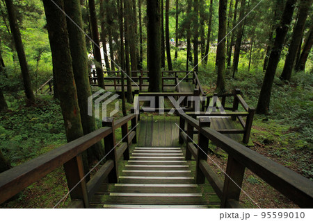 beautiful wooden walkway in Alishan National Forest Recreation Area in Chiayi County, Alishan Township, Taiwan 95599010